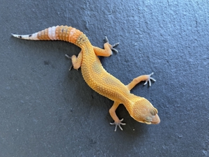 Mandarin Leopardgecko Weibchen 06/23