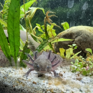 Axolotl 20cm Axanthic männlich & weiblich