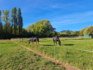 ++ Toller Einstellplatz mit tollem Ausreitgelände ++ Siebeldingen ab 01.06 Bild 3