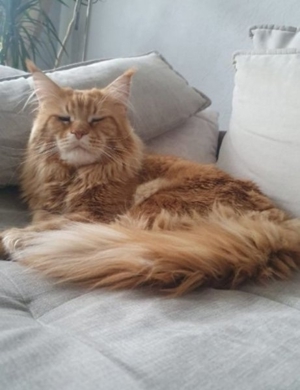 Maine Coon Deckkater mit Stambaum