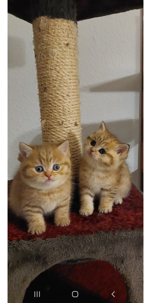 Deckkater BKH Bild 8