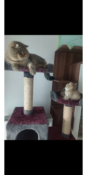 Deckkater BKH Bild 7