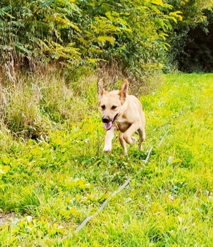 Lulu lebt noch im Tierheim in Bosnien und sucht ihre Familie