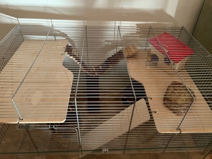 Hamster   Nager Käfig Bild 2