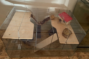 Hamster   Nager Käfig Bild 1