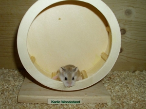 Suche Roborowski Zwerghamster. Junge Hamster gesucht. Bild 6