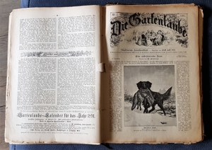 "Die Gartenlaube" Illustriertes Familienblatt ursp. geb. Ausgabe 1891 Bild 8