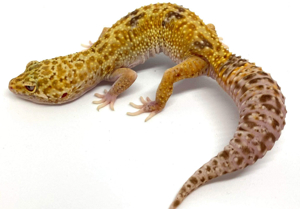 Leopardgecko Weibchen