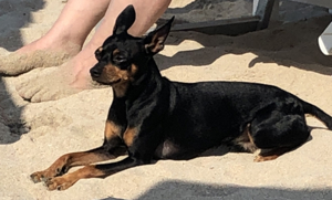 Deckrüde- Reinrassiger Rehpinscher