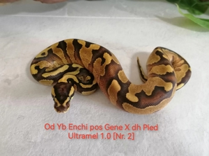 OD Yb Enchi pos Gene X dh Pied Ultramel 1.0 Bild 6