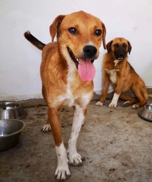 Vorsichtiger Junghund Leevi sucht Zuhause mit Hundekumpel(ine) Bild 9