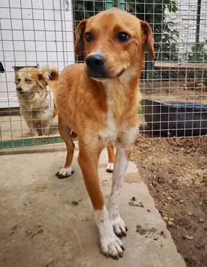 Vorsichtiger Junghund Leevi sucht Zuhause mit Hundekumpel(ine) Bild 5