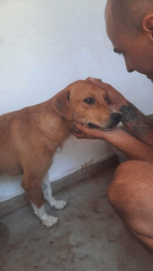 Vorsichtiger Junghund Leevi sucht Zuhause mit Hundekumpel(ine) Bild 3