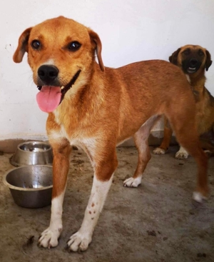 Vorsichtiger Junghund Leevi sucht Zuhause mit Hundekumpel(ine) Bild 8