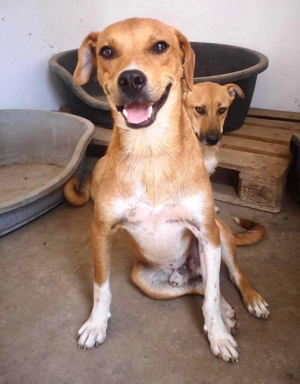 Vorsichtiger Junghund Leevi sucht Zuhause mit Hundekumpel(ine) Bild 10
