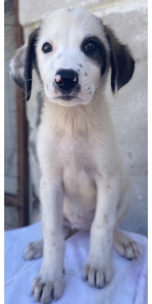 Benda, geb. ca. 06 2023, lebt in GRIECHENLAND, im städt. Tierheim Serres Bild 9