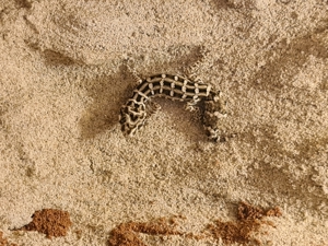 Rübenschwanz viperngecko Bild 4