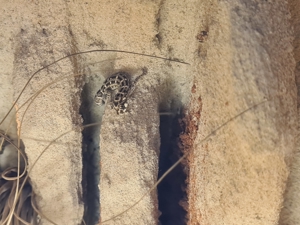 Rübenschwanz viperngecko Bild 3