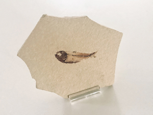 Fossilie Stein Fisch Sammlung Steinsammlung Mineralien Versteinerung Bild 1