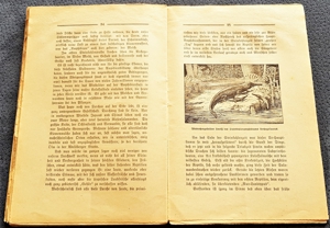 Taschenbuch "Im Steinkohlewald" von W. Bölsche, ca. 1920 Bild 7