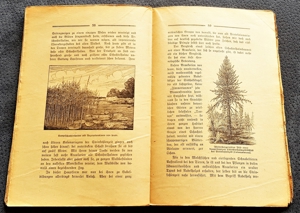 Taschenbuch "Im Steinkohlewald" von W. Bölsche, ca. 1920 Bild 6