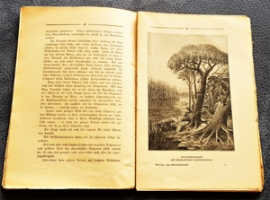 Taschenbuch "Im Steinkohlewald" von W. Bölsche, ca. 1920 Bild 5