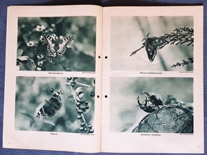 "Tierbilderbuch des Sächsischen Heimatschutzes" (aus der Zeit vor 1945) Bild 2