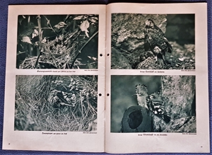 "Tierbilderbuch des Sächsischen Heimatschutzes" (aus der Zeit vor 1945) Bild 3