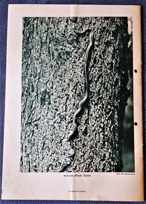 "Tierbilderbuch des Sächsischen Heimatschutzes" (aus der Zeit vor 1945) Bild 4