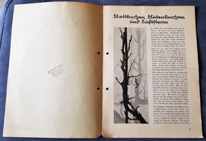 1 Zeitschrift "Neueste Nettoline Nachrichten", Nr: 2, 1936 Bild 2