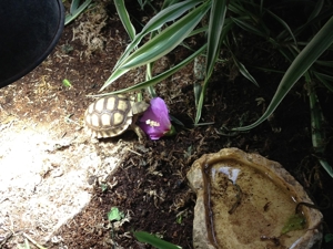 Spornschildkröten Geochelone sulcata