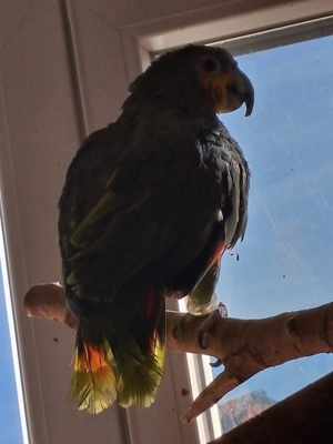 Papagei Venezuela Amazone Vogel Bild 9