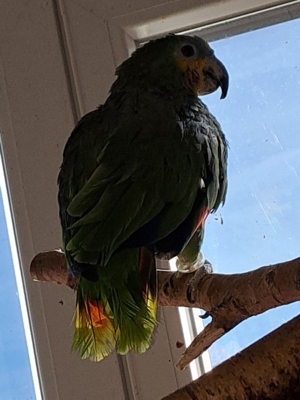 Papagei Venezuela Amazone Vogel Bild 5