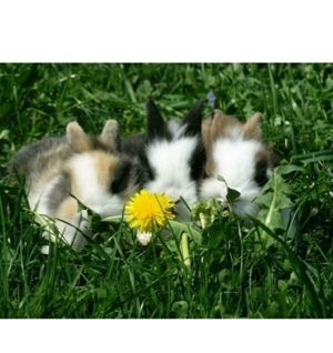 Zwergkaninchen  Bild 3