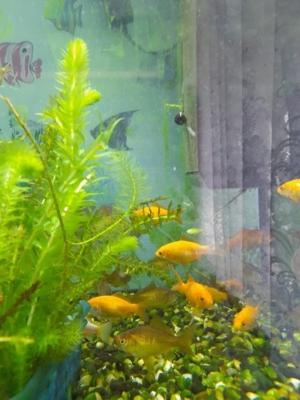 Junge Goldfische  Bild 2