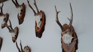 Geweihe, Rehbock, Gehörn, Stangen, Gestänge, Geweih Bild 4