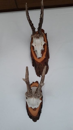 Geweihe, Rehbock, Gehörn, Stangen, Gestänge, Geweih Bild 6