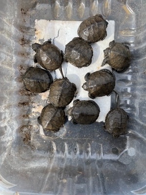 Europäische Sumpfschildkröten 