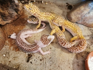 Terrarium 120x60x60 mit Leopardgecko Weibchen