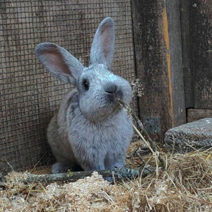 Franz, 1 Jahr - Kaninchen - Tierhilfe Franken e.V. Bild 1