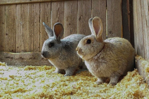 Franz, 1 Jahr - Kaninchen - Tierhilfe Franken e.V. Bild 3