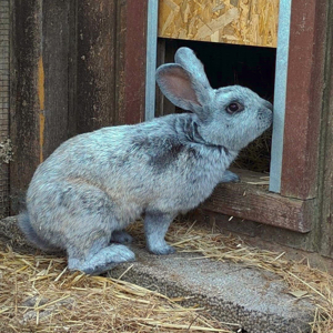 Franz, 1 Jahr - Kaninchen - Tierhilfe Franken e.V. Bild 2