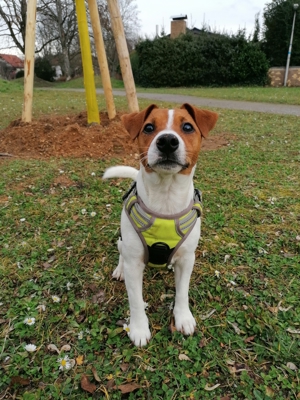 Deckrüde Jackrussel Terrier