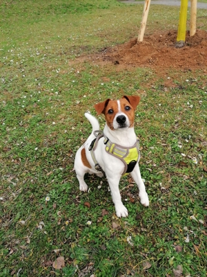 Deckrüde Jackrussel Terrier Bild 5