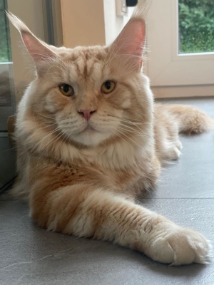 XXL reinrassige Maine coon Deckkater mit Stammbaum