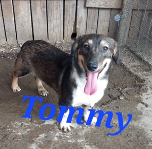 Hund Tommy