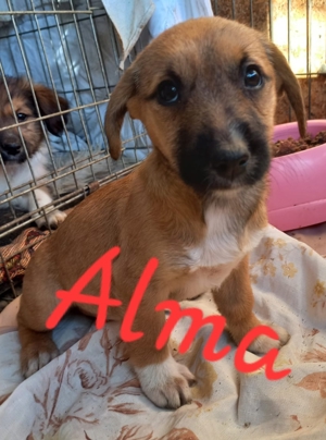 bezaubernde, kleine Alma sucht Mensch mir Herz zum kuscheln Bild 3