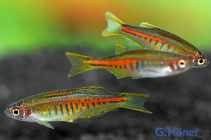 anio choprae (Myanmar) / Lachsdanio (Glühlichtdanio)