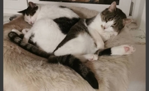 liebe Katzendamen Doris und Missy verlieren leider ihr Zuhause