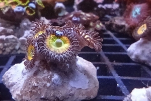 Zoa "Sunny D."